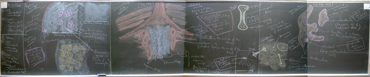 Fall 2006 – Cartilage & Bone