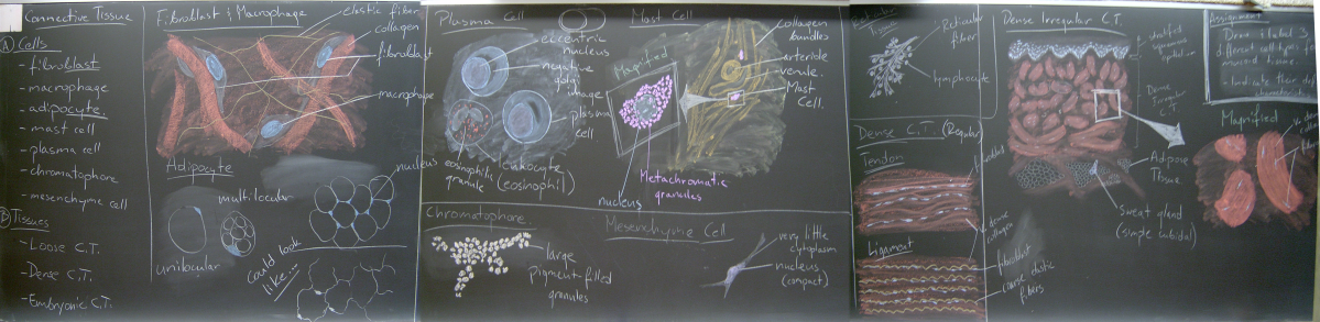 Fall 2005 – Connective Tissues