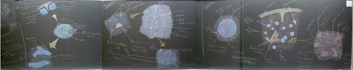 Fall 2006 – Lymphatic Organs