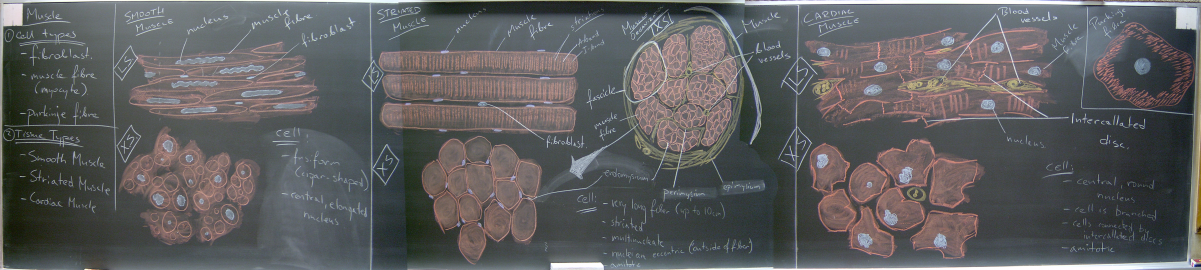 Fall 2005 – Muscle