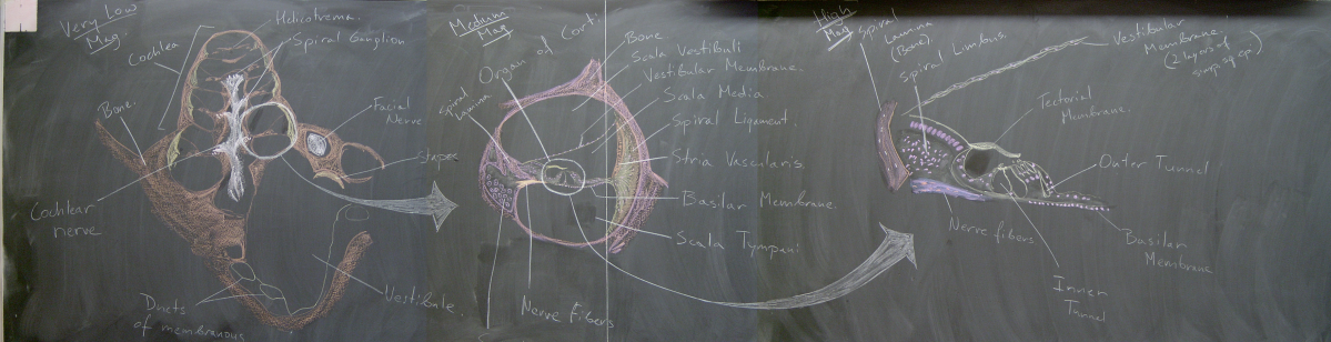 Spring 2007 – Inner Ear