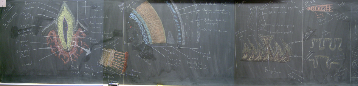 Spring 2007 – Teeth & Tongue